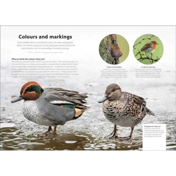 Chris Packham's Birdwatching Guide