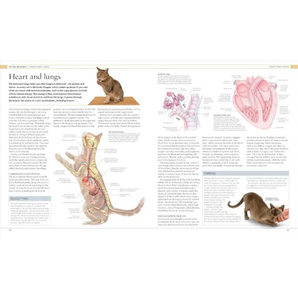 The Cat Encyclopedia