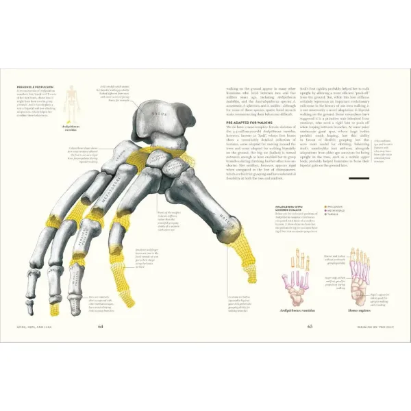 Humans: The Evolution of a Species