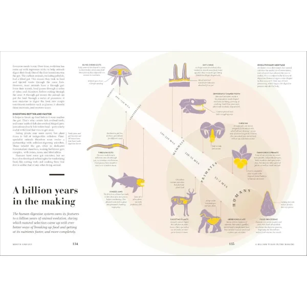 Humans: The Evolution of a Species