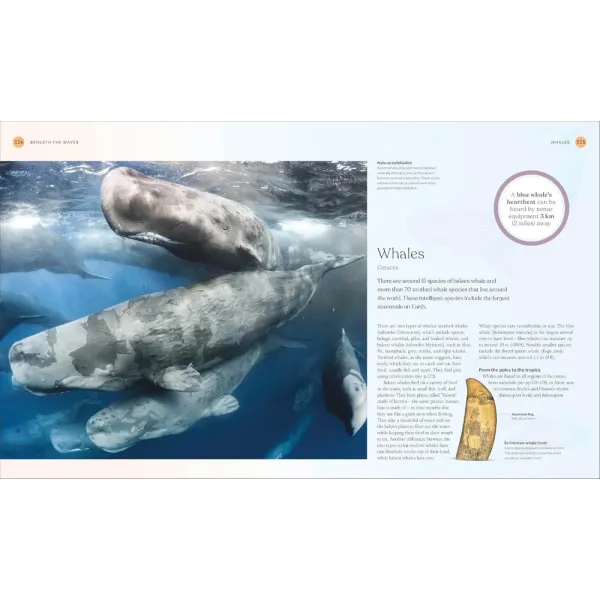 The Ocean Book