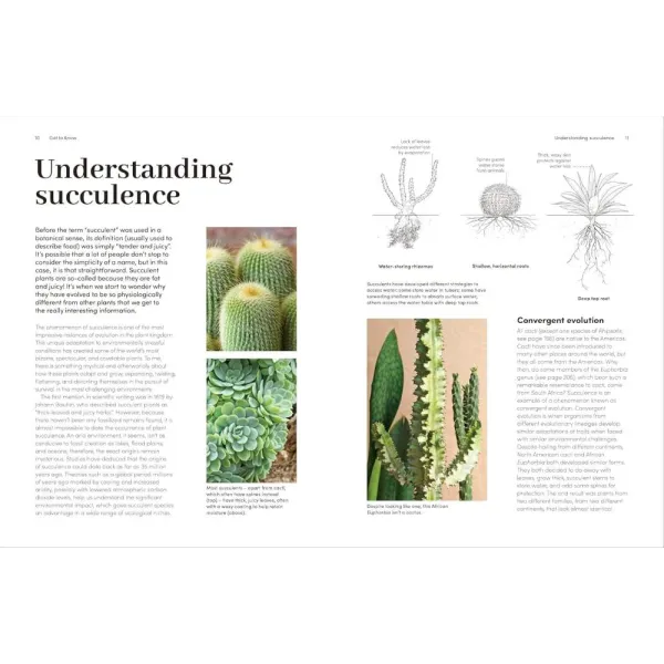 Cacti and Succulents