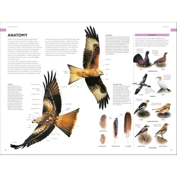 Birds of Britain and Europe