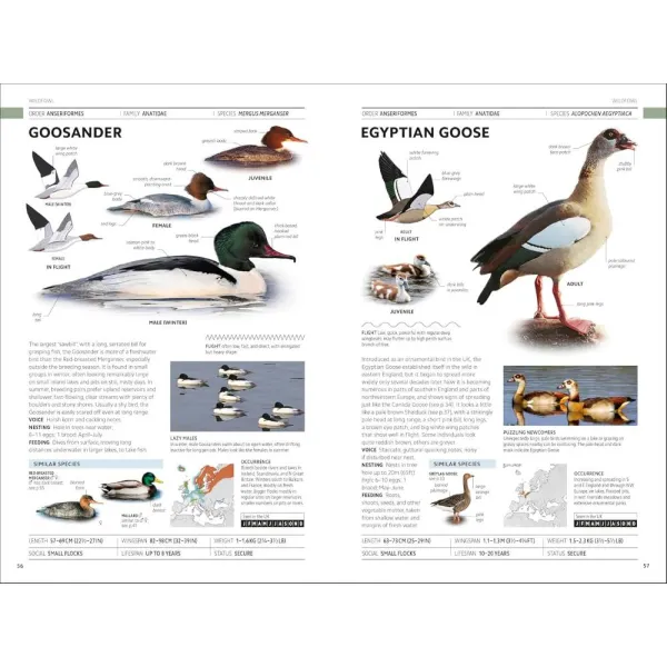 Birds of Britain and Europe