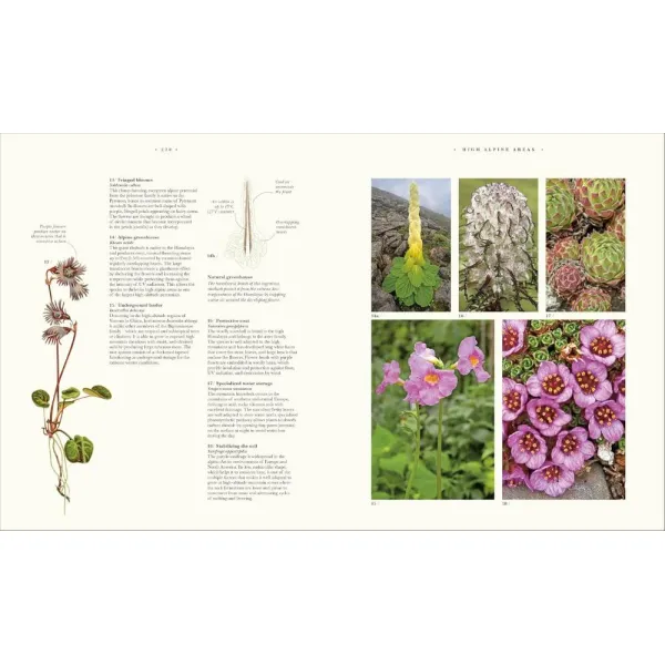 Atlas of Botany