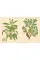 Joseph Banks' Florilegium . Botanical Treasures from Cook's First Voyage