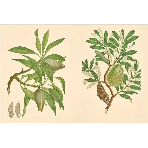 Joseph Banks' Florilegium . Botanical Treasures from Cook's First Voyage