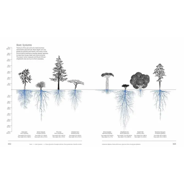 Trees From Root to Leaf