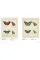 Iconotypes . A compendium of butterflies and moths. Jones's Icones Complete