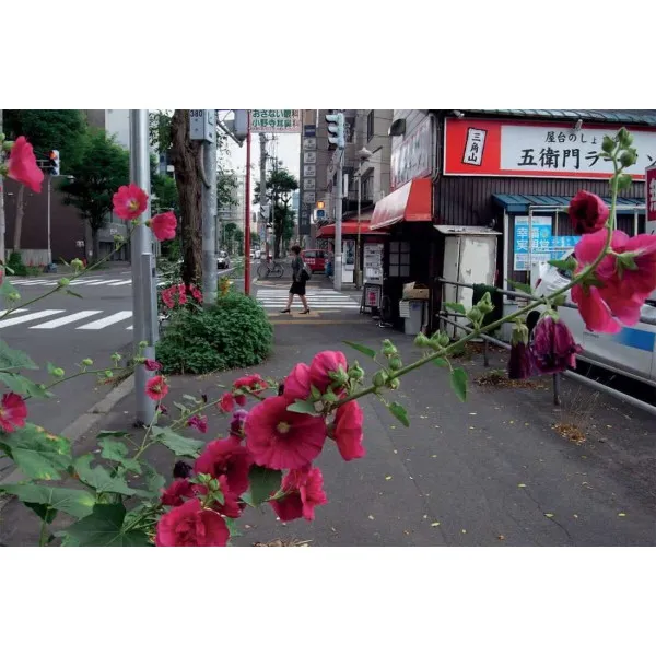 Daido Moriyama. Record