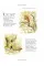 The Complete Peter Rabbit Library Box Set With 23 Volumes