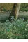 The Way Back : The Paintings of George A. Weymouth A Brandywine Valley Visionary