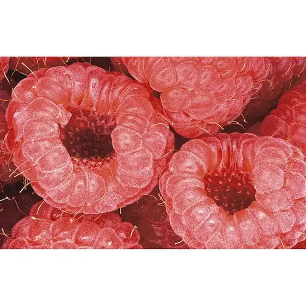 Photography of Modernist Cuisine