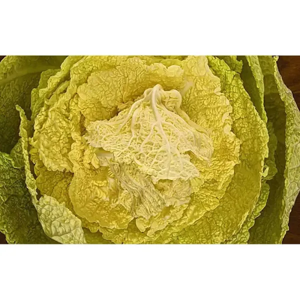 Photography of Modernist Cuisine