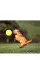 New Pocket Dog Training