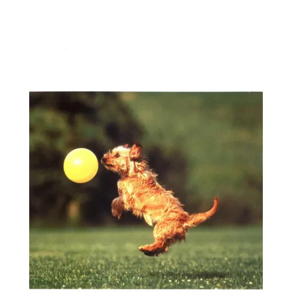 New Pocket Dog Training