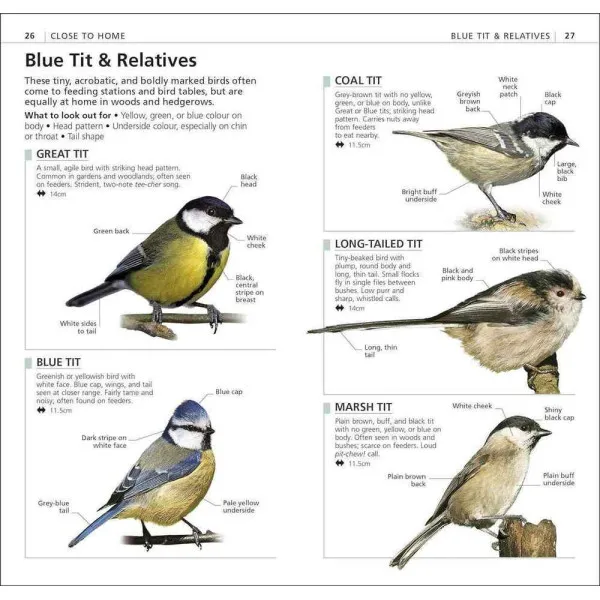What's That Bird?