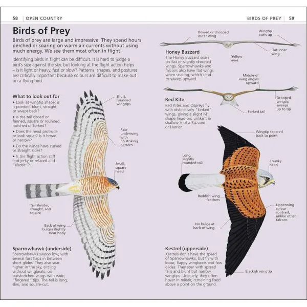 What's That Bird?