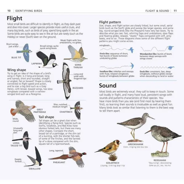 What's That Bird?
