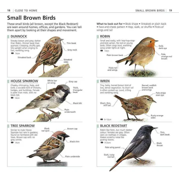 What's That Bird?