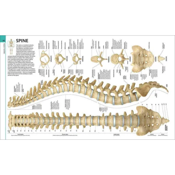 Human Anatomy. The Definitive Visual Guide