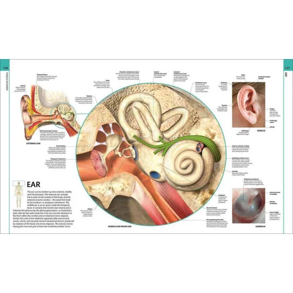 Human Anatomy. The Definitive Visual Guide