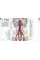 Human Anatomy. The Definitive Visual Guide
