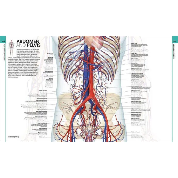 Human Anatomy. The Definitive Visual Guide