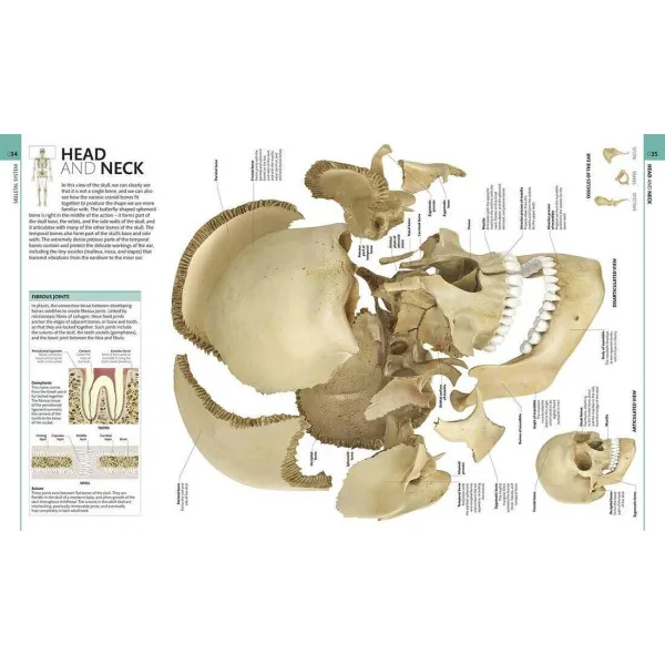Human Anatomy. The Definitive Visual Guide