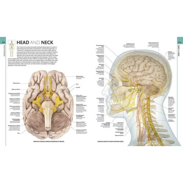 Human Anatomy. The Definitive Visual Guide