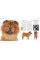 The Dog Encyclopedia