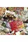 Floret Farm's Cut Flower Garden 100 Postcards