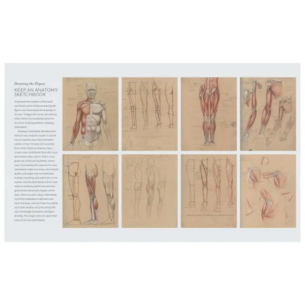 Basic Human Anatomy. An Essential Visual Guide for Artists
