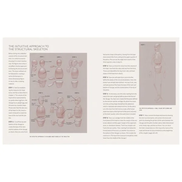 Basic Human Anatomy. An Essential Visual Guide for Artists