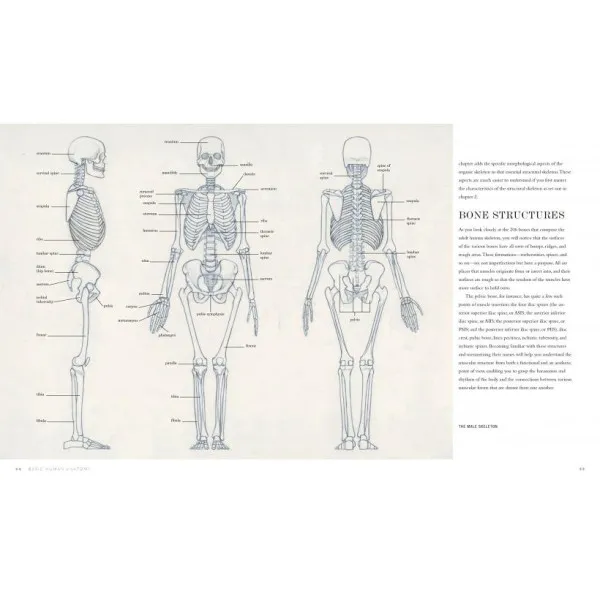 Basic Human Anatomy. An Essential Visual Guide for Artists