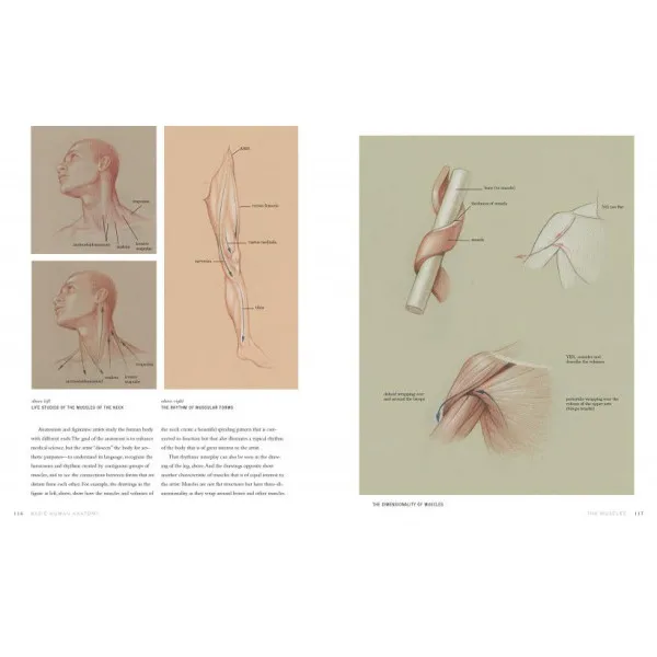 Basic Human Anatomy. An Essential Visual Guide for Artists