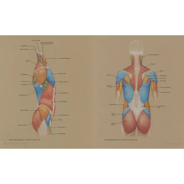 Basic Human Anatomy. An Essential Visual Guide for Artists