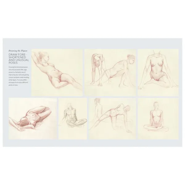 Basic Human Anatomy. An Essential Visual Guide for Artists