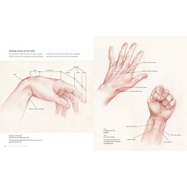 Basic Human Anatomy. An Essential Visual Guide for Artists