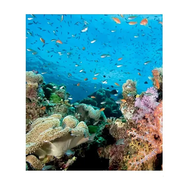 Fifty Places to Dive Before You Die: Diving Experts Share the World's Greatest Destinations