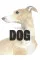 The Book of the Dog : Dogs in Art