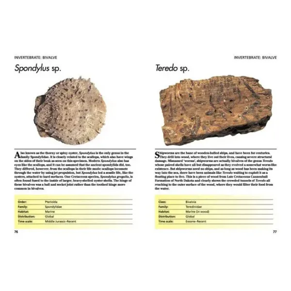 Fossils