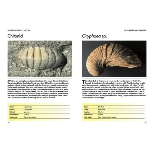 Fossils