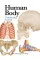 Human Body