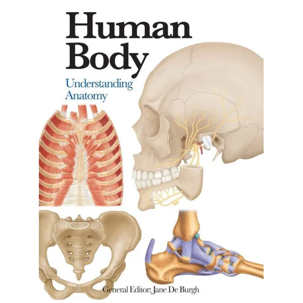 Human Body