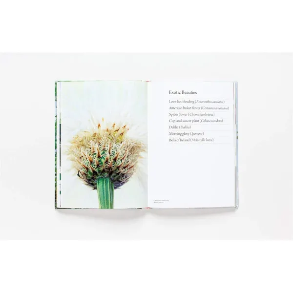Flower Garden: How to Grow Flowers from Seed