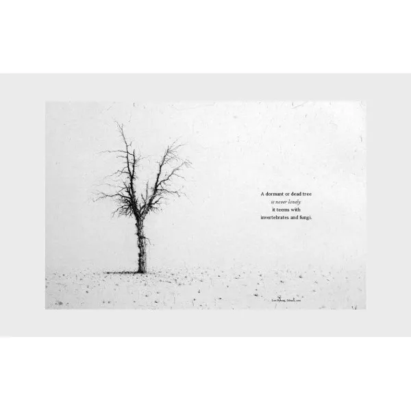 The Book of the Tree : Trees in Art