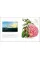Drawn From Nature: The Flowering of Irish Botanical Art