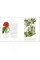 Drawn From Nature: The Flowering of Irish Botanical Art