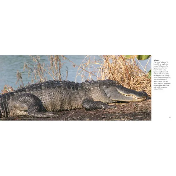 Florida. Visual Explorer Guide